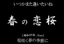 春の恋桜