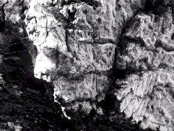 Topography of a Tree