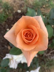0277
