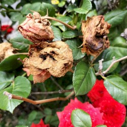 we*eell-llc}ooo/oo*****mmmm