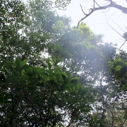 The Ancient Forest XIV