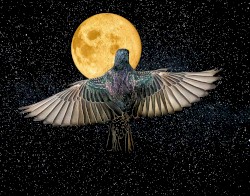 Sound - Silence - Sound - Trust in the Process of Life