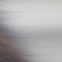 Dyed in the Wool Ghost