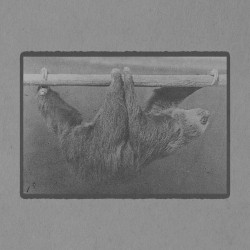 Sloth Walking Suspended on a Horizontal Pole