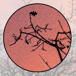 Moonlit Missive #98: 'The Wondrous Stubborn Lyre'