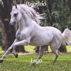 Paso fino