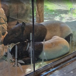 Point Defiance Zoo & Aquarium (Camera and Cellphone Recordings)