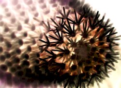 Cacti