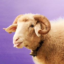 Under em Schirm (Sombrilla Y Parapluie)