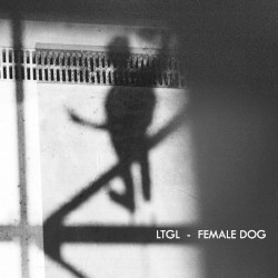 Female Dog