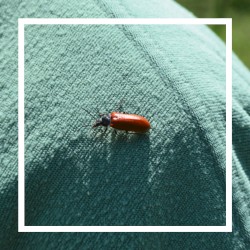 An Embrace of Adaptation