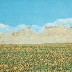 Dreams of a Sunflower River