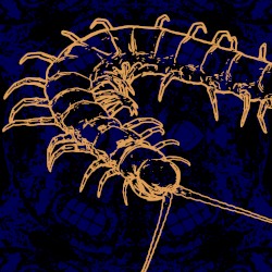 Scolopendra (remix)