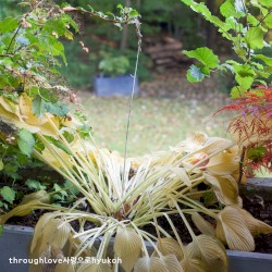 사랑으로 (through love)