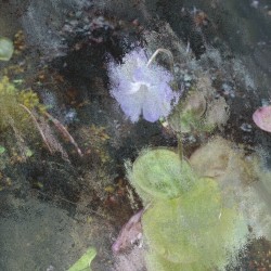 Pinguicula conzattii