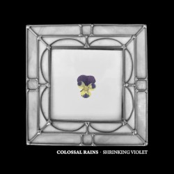 Shrinking Violet