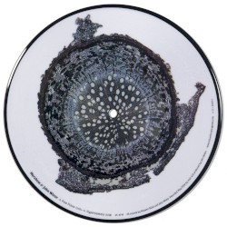 Free Piano b/w Hypersomnia