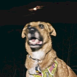 afraid of everything