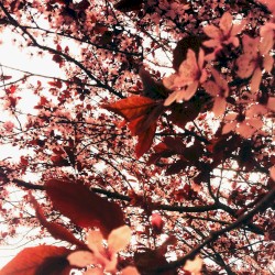 The House on the Mountain