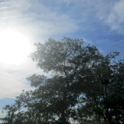 Birds in the Morning