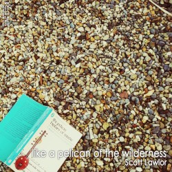 Like a Pelican of the Wilderness