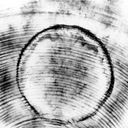 Live on ECHOES / Living Room Concert Upper Darby, USA. November 3rd 2000