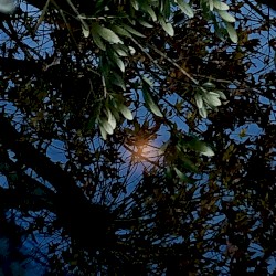 Ma Da Aoi Ha Ru (Blue Spring Light Source)