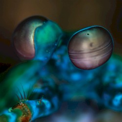 Amasia: Anamibia Sessions 2