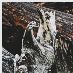 Driftwood