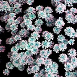 Cosmic Drone Blossoms