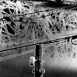 bacillus anthracis and the longest night of your life