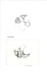 Live at the Mothlight