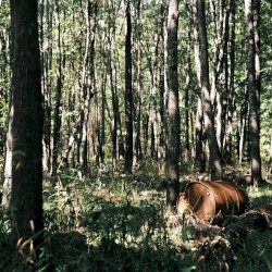 Renewable Destination