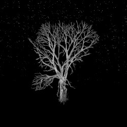 Bloom Innocent - Acoustic