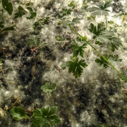 Five Sharply Pointed Petals