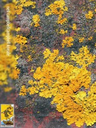 Neil CampbellCampbell Kneale