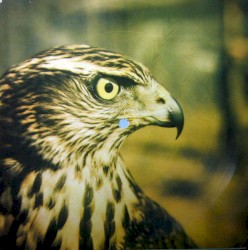 Malibu / Sum Is Here