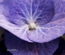 Transparent, Part 02 (Symbiosis)