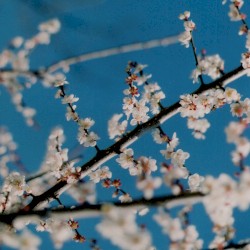 Live At Forestlimit 2017