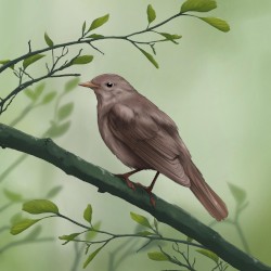 Thrush Nightingale