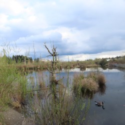 Mill Creek, WA (04-02-2025)