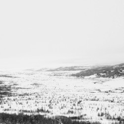 Hundrede Træer (Analogue Dear Rework)