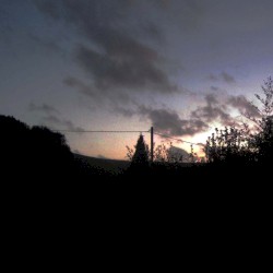 Evening Trees