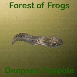 Deepsea Tadpole