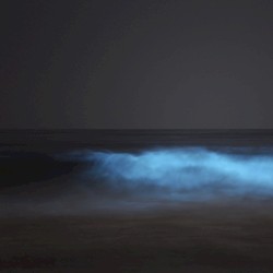 Assortment for Susan's