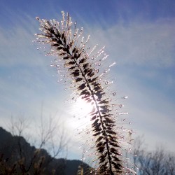 Okagesama count 1000