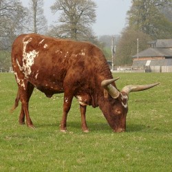 309: ΣPx0(2^18×5^18)p*k*k