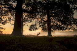 Unfolding Stillness
