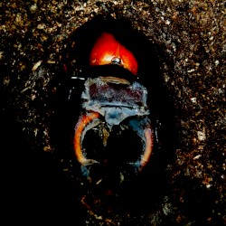 The Plight of Lucanus Cervus