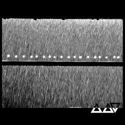 In the Dead, Dead Wood